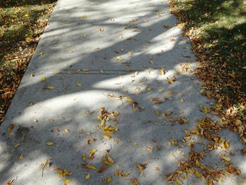 High angle view of fallen leaves on street