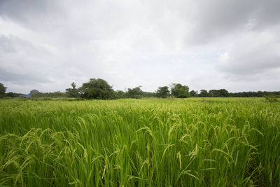 Scenic view of agricultural field against sky