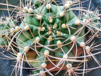 Close-up of cactus growing outdoors