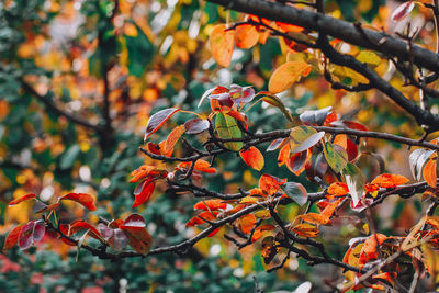 Close-up of orange berries on tree during autumn
