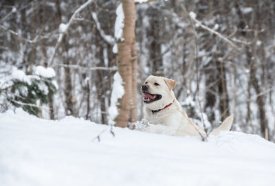 Dog in snow on land