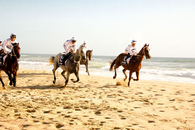 Horses on beach against clear sky