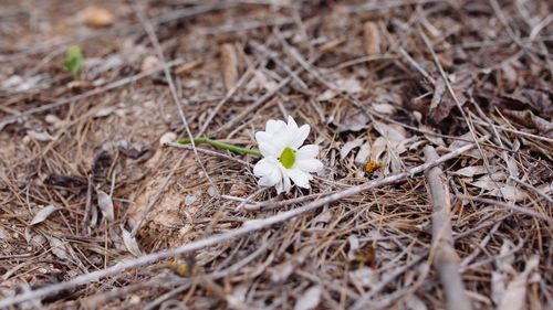 Close-up of white flowers blooming on field