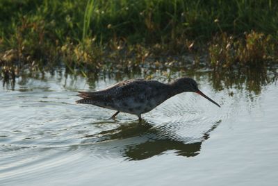 Side view of a duck swimming in lake