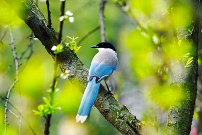 Close-up of bird perching on tree