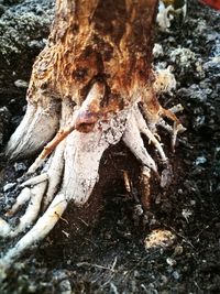 Close-up of tree trunk in forest