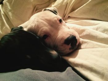 Close-up of dog resting on sofa