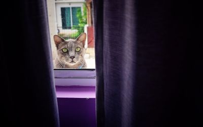 Portrait of cat seen through window