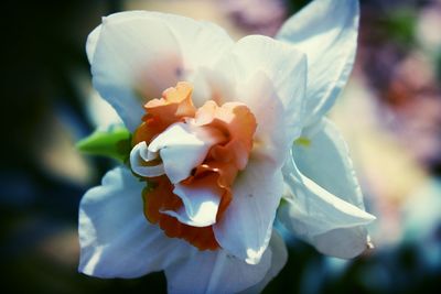 Close-up of flower