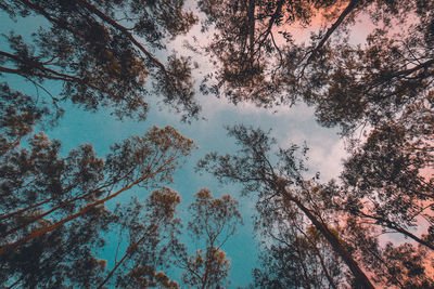 Low angle view of trees against sky