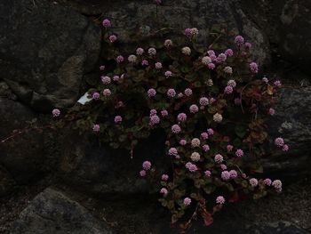 High angle view of pink flowering plants on rock