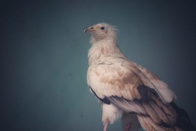 Close-up of a bird