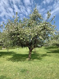 View of flowering tree in field