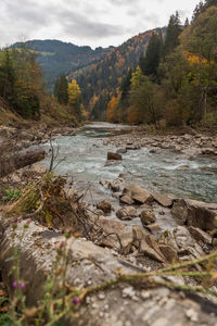 Scenic view of river amidst trees in forest