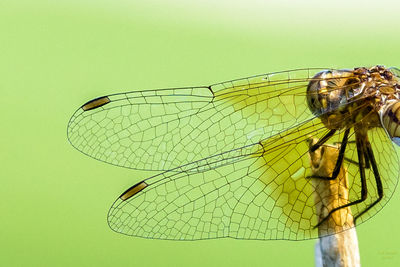 Close-up of damselfly on leaf