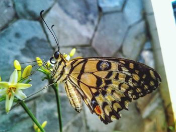 Close-up of butterfly perching on yellow flower