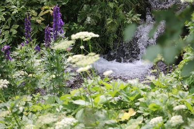 Flowers growing by plants