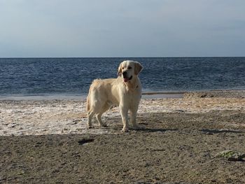 Dog on the beach