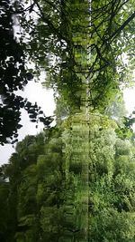 Reflection of trees in lake