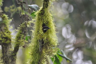 Close-up of plant against blurred background