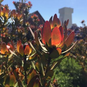 Close-up of flower against clear sky