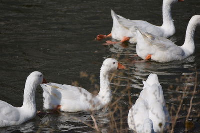 White geese floating on the river