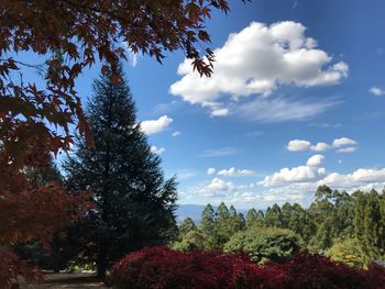 Low angle view of trees against sky
