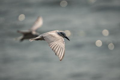 Seagull flying over sea