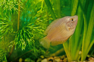 Close-up of fish swimming in sea