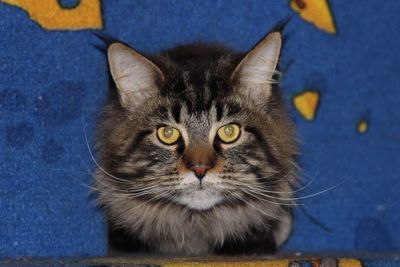 Close-up portrait of tabby cat