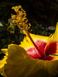 Close-up of sunflower