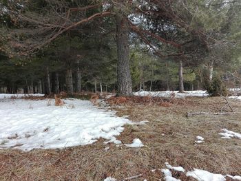 Trees in forest during winter