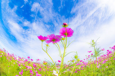 Low angle view of pink cosmos flowers against sky