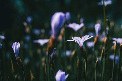 Close-up of purple crocus flowers on field