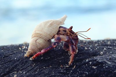 Close-up of shells on the sea