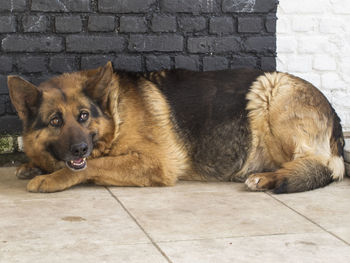 Portrait of dog lying on footpath
