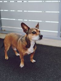 Portrait of a dog looking away