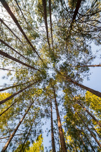 Low angle view of trees against sky
