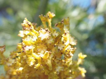 Close-up of yellow flower