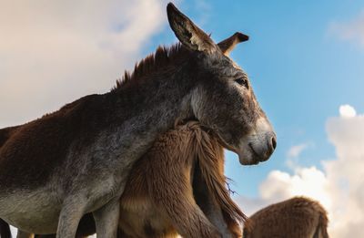 Low angle view of a donkeys