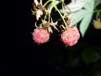 Close-up of pink flowers