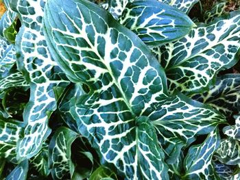 Full frame shot of green leaves