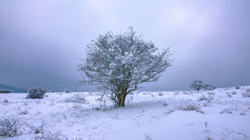 Tree on snow covered land against sky