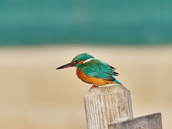 Common kingfisher, alcedo atthis, in the marsh of the albufera of valencia, spain