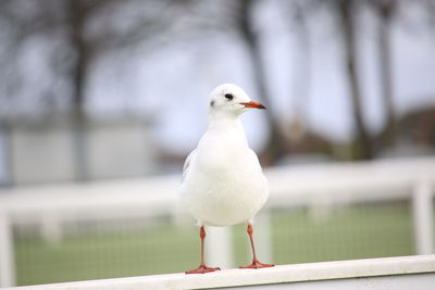 Close-up of seagull perching on white background