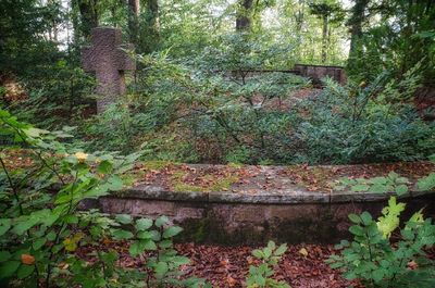 Plants growing in old abandoned building