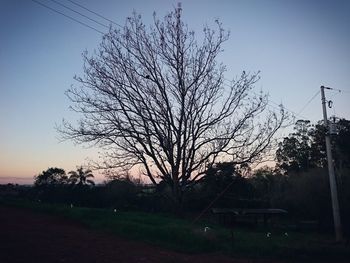 Bare tree against clear sky