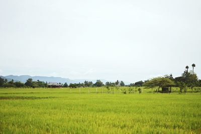 Scenic view of agricultural field against clear sky