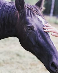 Close-up of a horse
