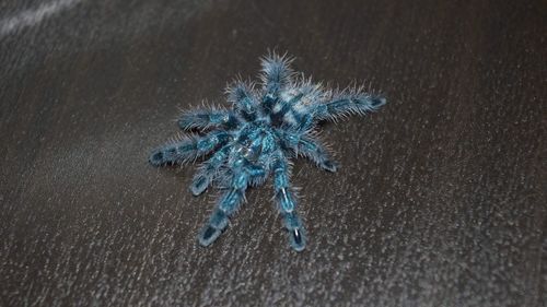 High angle view of insect on sand